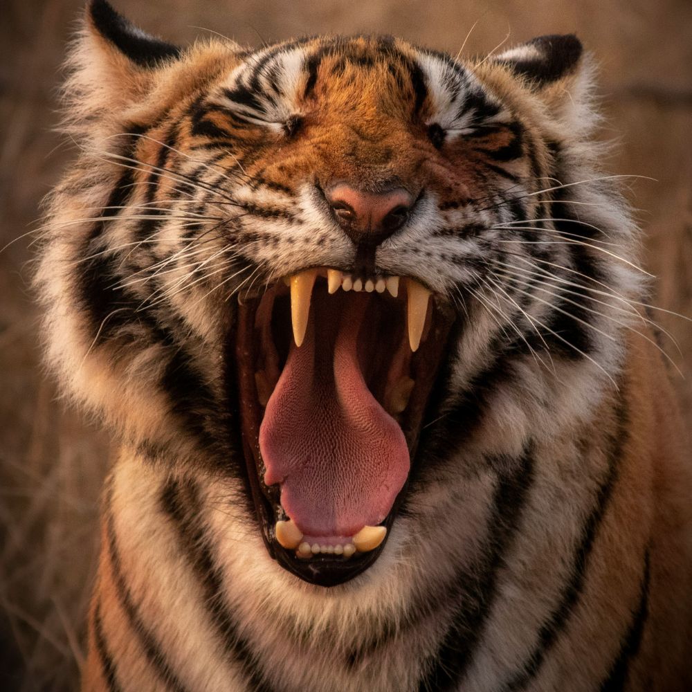 Tiger Music Practice Animal Quiz